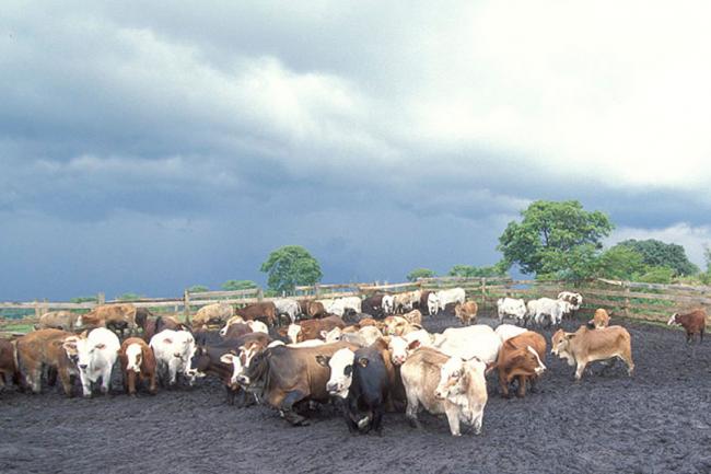 UN combats spread of cattle disease in Europe through early-detection training