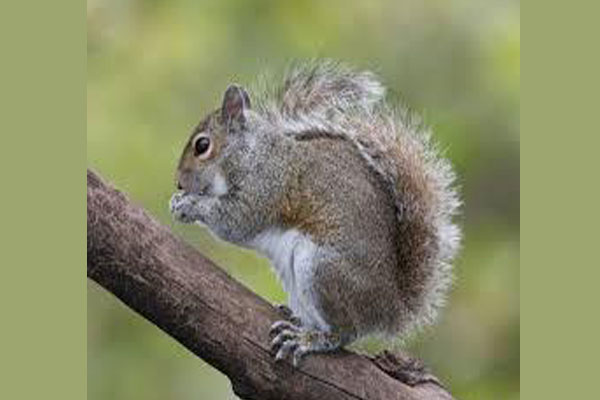 Canada: Man fined $1,000 for cruelty to squirrel