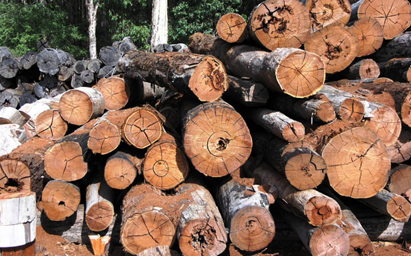 US lumber tariffs to hinder Canadaâ€™s lumber industry
