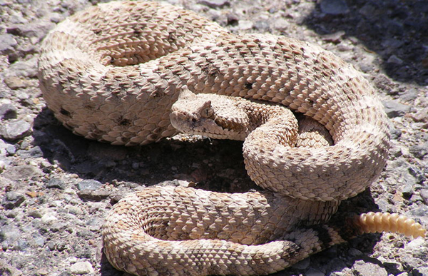 USA: Florida man bitten on tongue while trying to kiss a rattlesnake