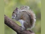 Canada: Man fined $1,000 for cruelty to squirrel