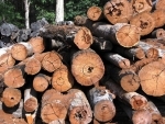 US lumber tariffs to hinder Canadaâ€™s lumber industry