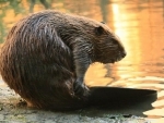 Genome map of beaver: Canadian scientists' gift to nation's 150th birthday