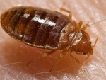 Canada: 112 different types of bugs found in average homes