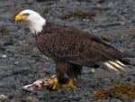 Bald eagle escapes from Ontario zoo