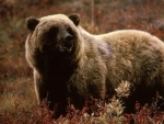 US proposal to reintroduce B.C. grizzlies in North Cascade area gets huge response