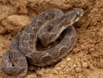 Canada: Poisonous snakes seized from Toronto home