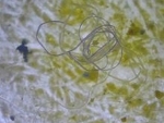 Toronto: Microplastics found in supermarket fish, shellfish