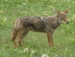 Toronto: Coyotes pose a serious threat for pet owners