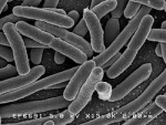 Canada: Risk of E. coli prompts CFIA to recall Robin Hood all-purpose flour