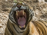 China: Tiger kills man in zoo