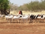 Warning of dire food shortages in Horn of Africa, UN agricultural agency calls for urgent action