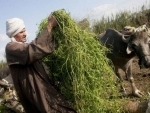 Near East and North Africa: Conflicts threaten to erode gains in regionâ€™s zero-hunger battle