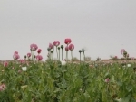 Afghanistan opium production jumps 87 per cent to record level â€“ UN survey