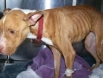 Canada: An abused and malnourished dog found on Scarborough street