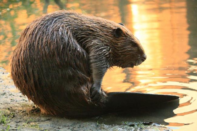 Genome map of beaver: Canadian scientists' gift to nation's 150th birthday