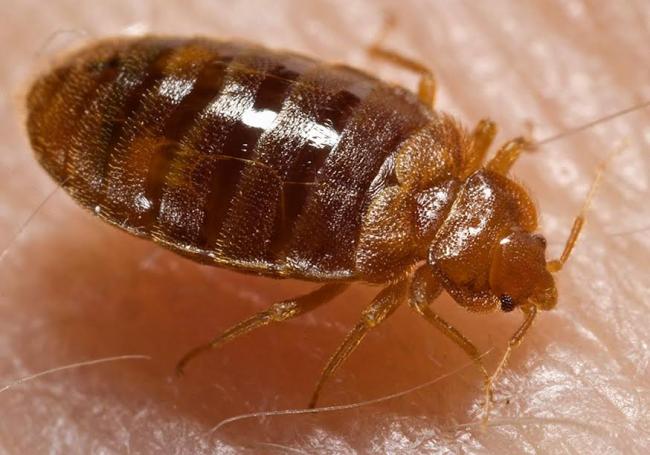 Canada: 112 different types of bugs found in average homes