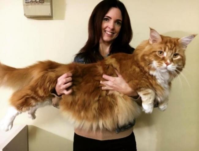 Giant feline breaks the internet, to be named the world's longest cat by Guinness
