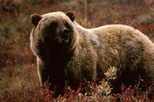 US proposal to reintroduce B.C. grizzlies in North Cascade area gets huge response