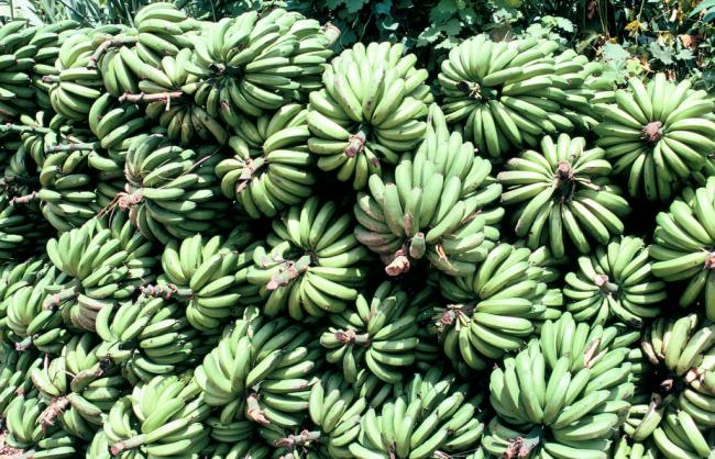 UN agriculture agency launches handbook to improve safety in banana farming sector