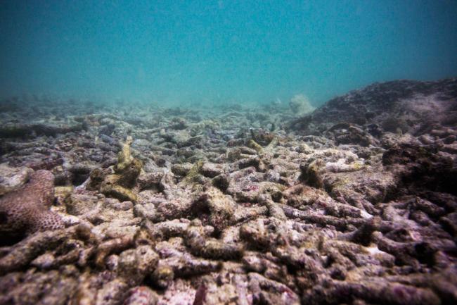  Climate change will lead to annual coral bleaching, UN-supported study predicts