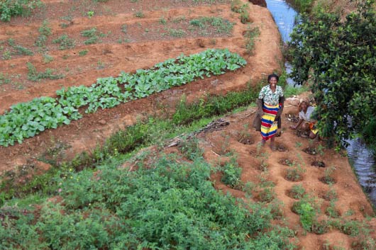  On International Day, UN highlights rural women's participation in sustainable, climate-resilient agricultural