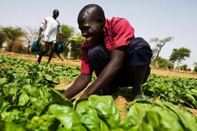 Ensuring family farmersâ€™ access to food key to tackling global hunger â€“ UN agency