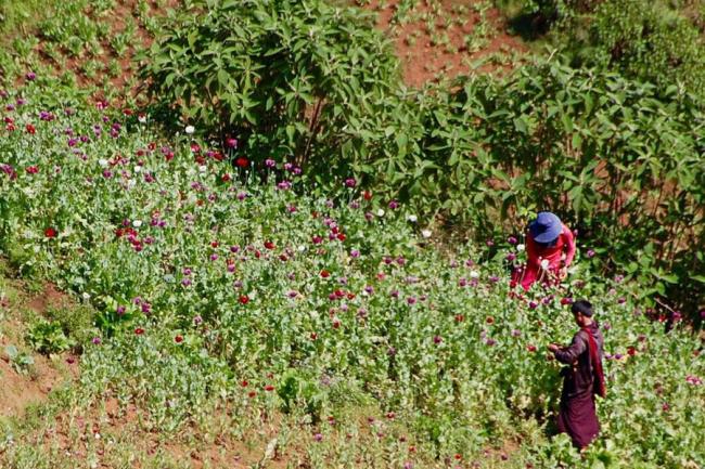 Myanmar: opium cultivation down 25 per cent, but conflict areas remain 'safe haven' for drug traders