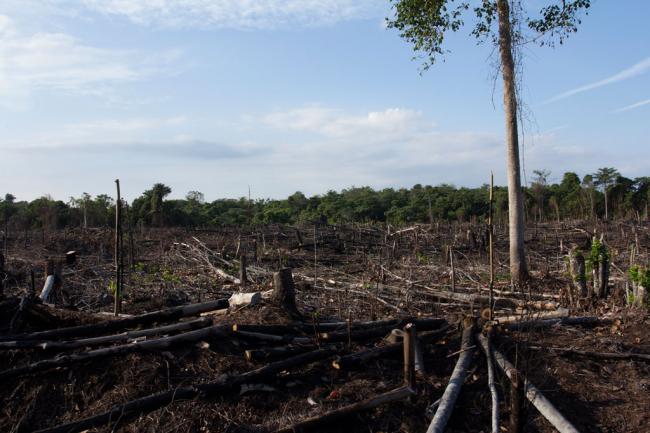 Ongoing forest destruction has put Asia-Pacific at risk of missing global development targets â€“ UN agency
