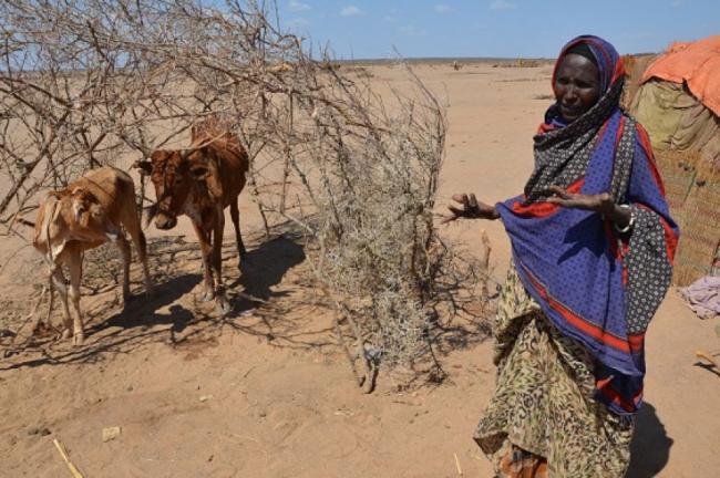 UN agency sounds alarm as drought-stricken herders in Ethiopia face massive livestock losses