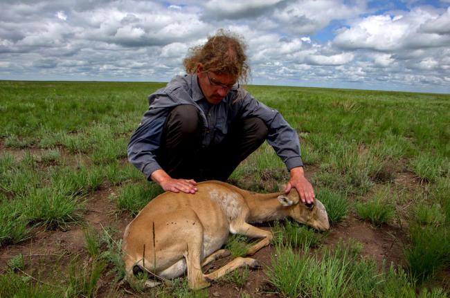  Mongolia: Lethal livestock plague now hitting endangered antelope, warns UN agency
