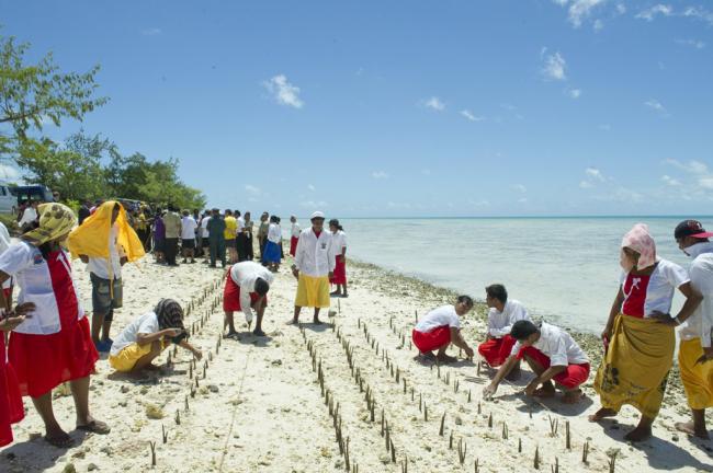  On International Day, UN spotlights threatened coastal mangrove ecosystems