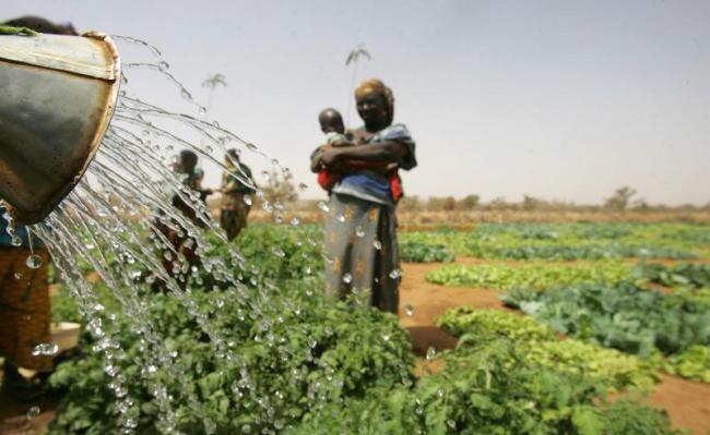 Sustainable agriculture, better-managed water supplies, vital to tackling water-food nexus â€“ UN