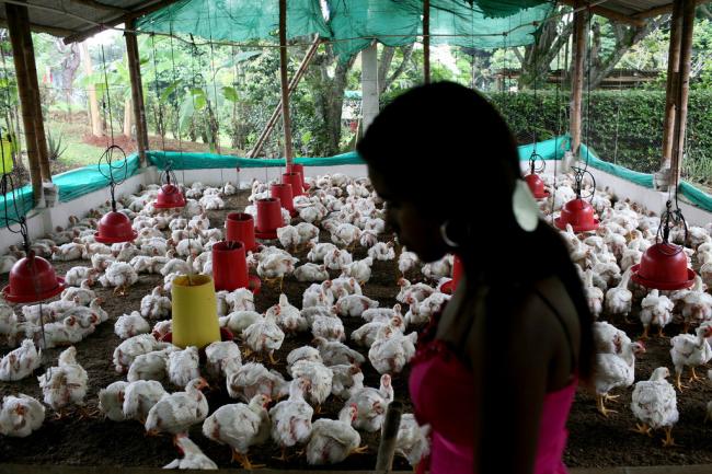 UN health agency recommends farmers stop using antibiotics in healthy animal