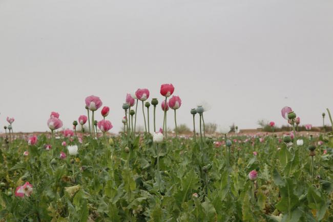 Afghanistan opium production jumps 87 per cent to record level â€“ UN survey