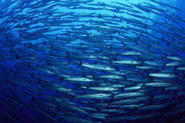 UN kicks off preparations for upcoming summit on oceans, launches voluntary commitment website