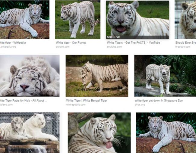 White tiger - Wikipedia