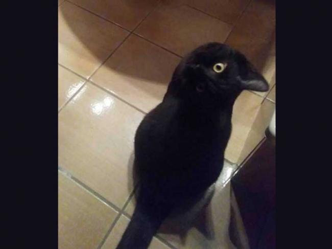 Social media Illusion: An image of a crow or a cat is breaking the internet