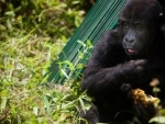 UNESCO condemns killing of rangers protecting mountain gorillas at renowned DR Congo wildlife park