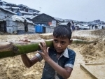 Bamboo-boring beetles wreak havoc in Rohingya refugee camps, UN agency races to respond