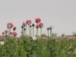 Record-high opium production in Afghanistan creates multiple challenges for region and beyond, UN warns