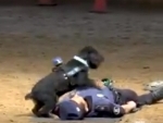 Police dog 'revives' trainer by performing CPR, emerges as hero on internet
