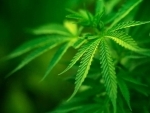 Canada legalises use of recreational marijuana