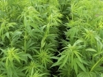 Canada: BC farmers planning to grow cannabis
