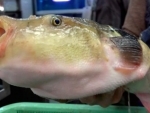 Japan: Gamagori city on alert for deadly fugu fish