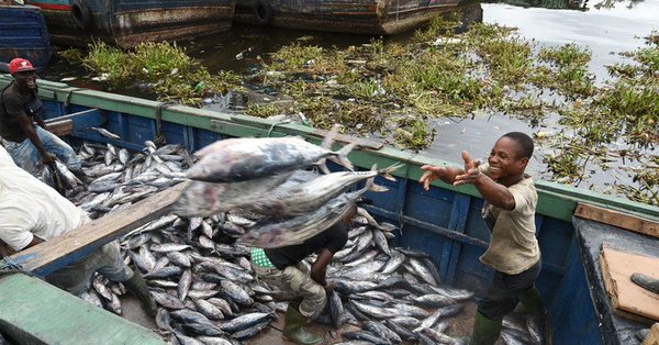 New UN agriculture agency report underscores value of fishing in fight against global hunger