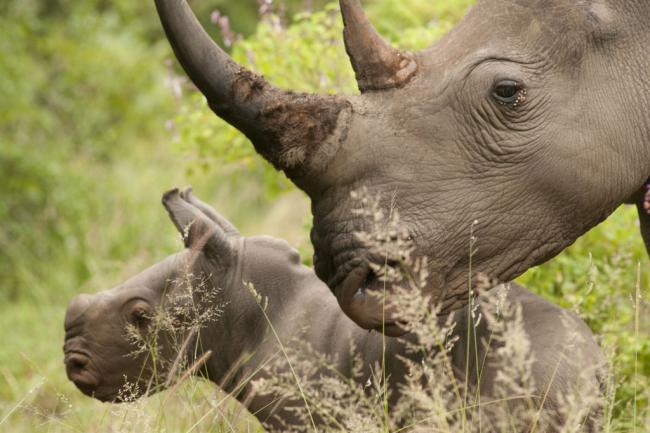 Central Africaâ€™s iconic mammals threatened by poachers, armed groups â€“ UN environment wing