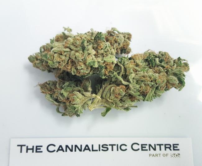 Canada: An urgent need for new prescription guidelines for medical marijuana 