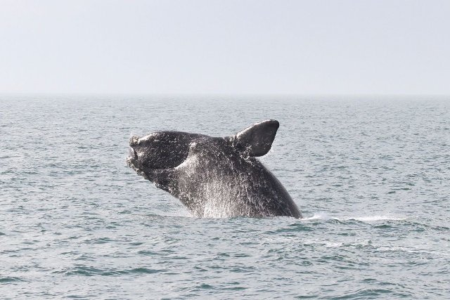 US considers auditing Canadaâ€™s efforts to protect endangered whales