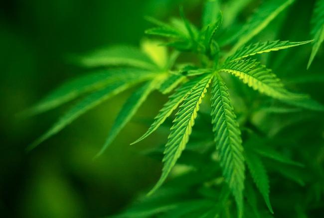 Canada legalises use of recreational marijuana